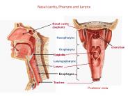 Nasal cavity, Pharynx and Larynx