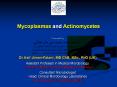 Mycoplasmas and Actinomycetes PowerPoint PPT Presentation