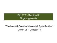 Bio 127 - Section III Organogenesis