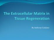 The Extracellular Matrix in Tissue Regeneration