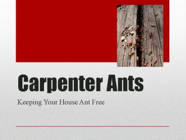 Carpenter Ants – Keeping Your House Ant Free
