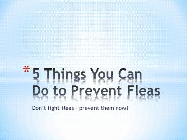 5 Things You Can Do To Prevent Fleas