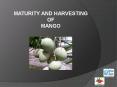 Mango PowerPoint PPT Presentation
