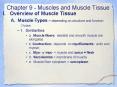 Chapter 9 - Muscles and Muscle Tissue PowerPoint PPT Presentation