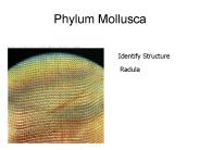 Phylum Mollusca