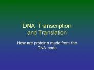 DNA Transcription and Translation