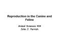 Reproduction in the Canine and Feline PowerPoint PPT Presentation