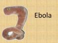 Ebola PowerPoint PPT Presentation
