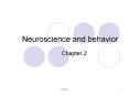 Neuroscience and behavior PowerPoint PPT Presentation