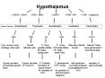 Hypothalamus PowerPoint PPT Presentation