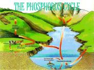 THE PHOSPHORUS CYCLE