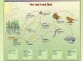 The Soil Food Web PowerPoint PPT Presentation