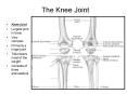The Knee Joint PowerPoint PPT Presentation