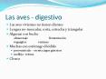 Las aves - digestivo PowerPoint PPT Presentation