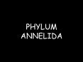 PHYLUM ANNELIDA PowerPoint PPT Presentation