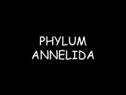 PHYLUM ANNELIDA