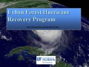 Restoring trees following a hurricane