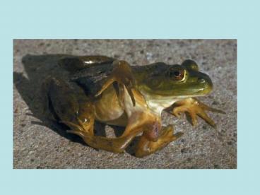 The fat cat ate the wee rat.  The fat hat ate the wee rat.  The fat ate the wee rat.   The fat cat xlw ate the wee rat.   The fat caa tet hew eer at.   The fat tar eew eht eta tac.