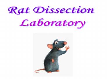 Rat Dissection