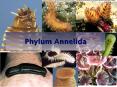Phylum Annelida PowerPoint PPT Presentation