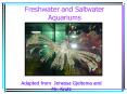 Freshwater and Saltwater Aquariums PowerPoint PPT Presentation