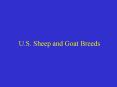 U.S. Sheep and Goat Breeds PowerPoint PPT Presentation