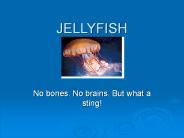 JELLYFISH