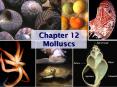 Chapter 12 Molluscs PowerPoint PPT Presentation