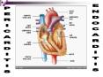 PERICARDITIS PowerPoint PPT Presentation