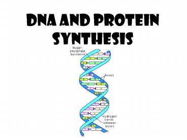 Dna and protein synthesis