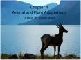 Chapter 4 Animal and Plant Adaptations PowerPoint PPT Presentation