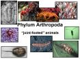 Phylum Arthropoda PowerPoint PPT Presentation