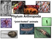 Phylum Arthropoda