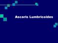 Ascaris Lumbricoides PowerPoint PPT Presentation