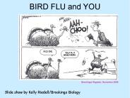 BIRD FLU and YOU