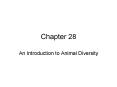 An Introduction to Animal Diversity PowerPoint PPT Presentation