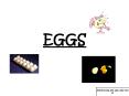 EGGS PowerPoint PPT Presentation