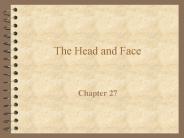 The Head and Face