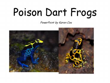 Poison Dart Frogs