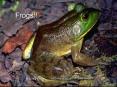 Frogs!! PowerPoint PPT Presentation