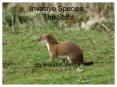 Invasive Species : The Stoat PowerPoint PPT Presentation