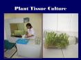 Plant Tissue Culture PowerPoint PPT Presentation