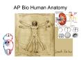 AP Bio Human Anatomy PowerPoint PPT Presentation