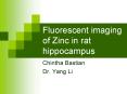 Fluorescent imaging of Zinc in rat hippocampus PowerPoint PPT Presentation