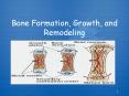 Bone Formation, Growth, and Remodeling PowerPoint PPT Presentation