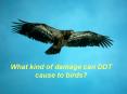What kind of damage can DDT cause to birds? PowerPoint PPT Presentation
