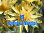 IPM