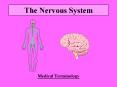 The Nervous System PowerPoint PPT Presentation