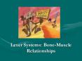 Lever Systems: Bone-Muscle Relationships PowerPoint PPT Presentation