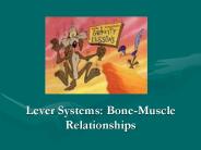 Lever Systems: Bone-Muscle Relationships